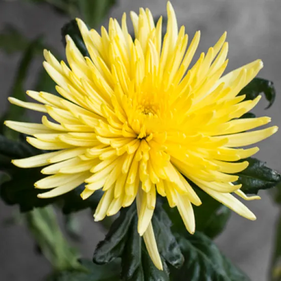 Хризантема Anastasia Yellow от интернет-магазина цветов в 