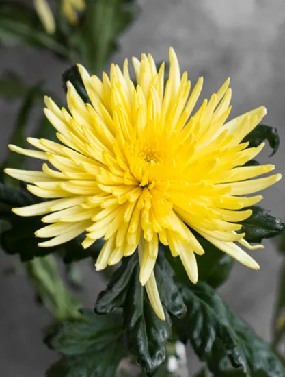 Хризантема Anastasia Yellow от интернет-магазина цветов в 