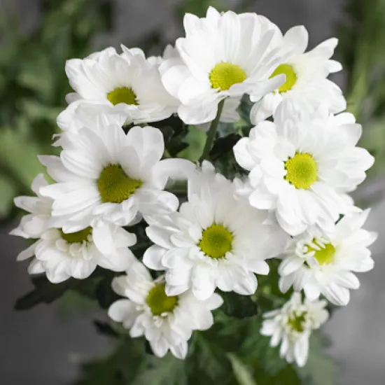 Хризантема Bacardi от интернет-магазина цветов в 