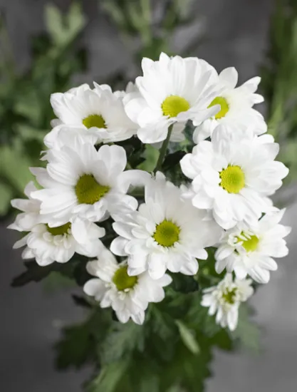 Хризантема Bacardi от интернет-магазина цветов в 