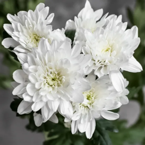 Хризантема Baltika от интернет-магазина цветов в 