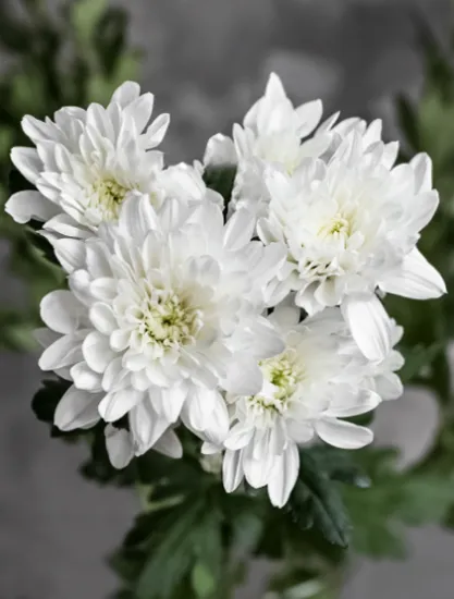 Хризантема Baltika от интернет-магазина цветов в 