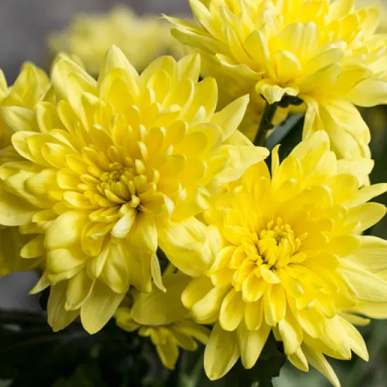 Хризантема Baltika Yellow от интернет-магазина цветов в 