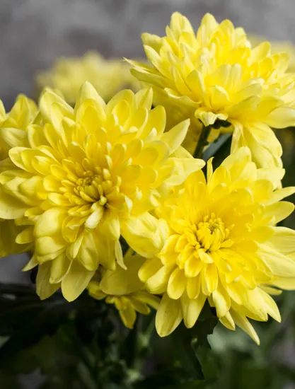 Хризантема Baltika Yellow от интернет-магазина цветов в 