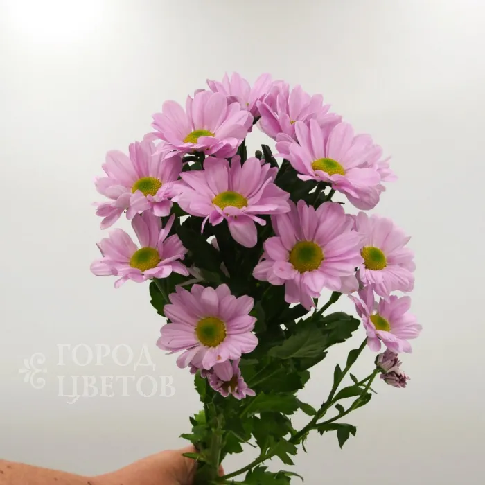 Хризантема Grand Pink