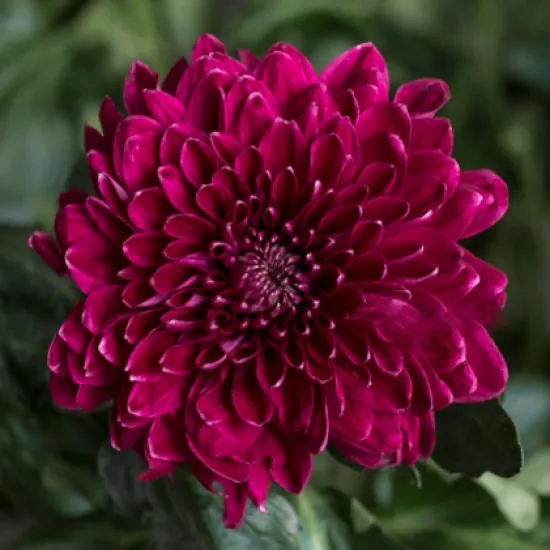 Хризантема Pip Vinous от интернет-магазина цветов в 