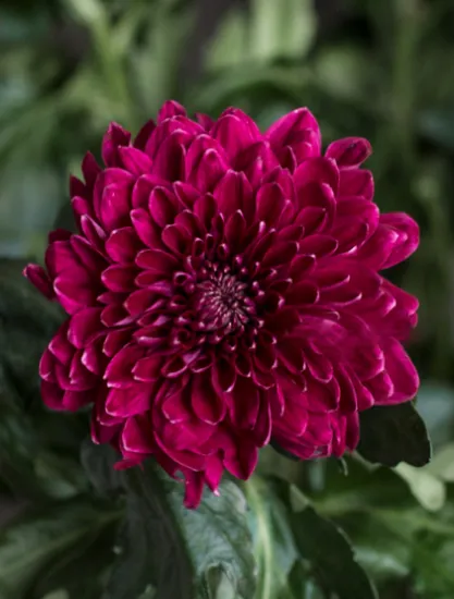 Хризантема Pip Vinous от интернет-магазина цветов в 