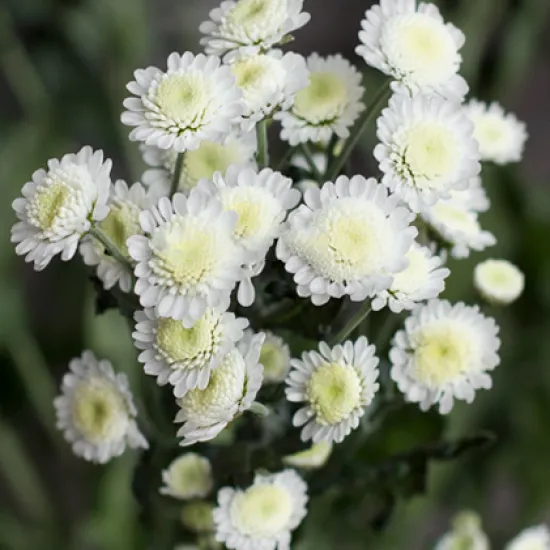 Хризантема Stallion White от интернет-магазина цветов в 