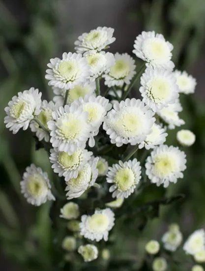 Хризантема Stallion White от интернет-магазина цветов в 