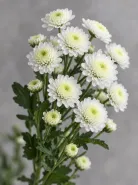 Хризантема кустовая Stallion White (Сталлион Уайт)