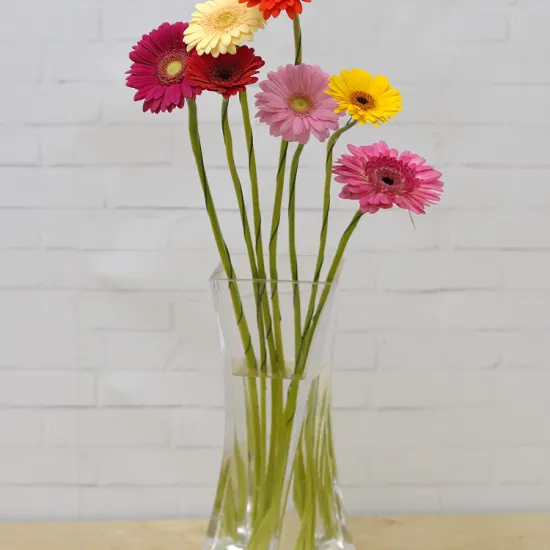 Гербера Olimpic Gold от интернет-магазина цветов в 