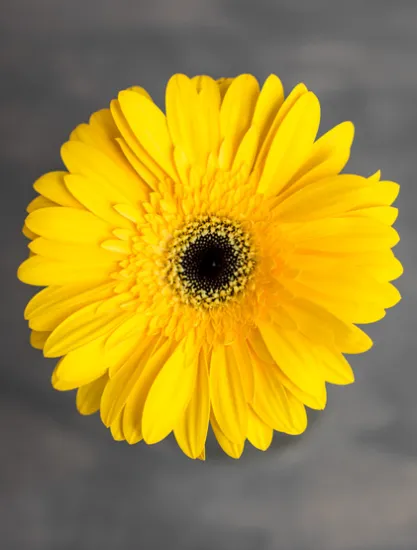 Гербера Olimpic Gold от интернет-магазина цветов в 