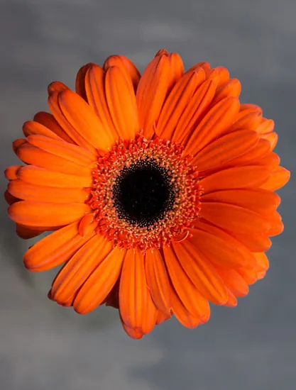 Гербера Malando от интернет-магазина цветов в 