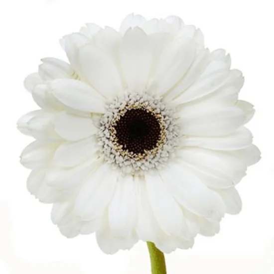 Белая гербера от интернет-магазина цветов в 