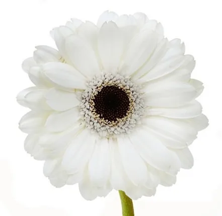 Белая гербера от интернет-магазина цветов в 