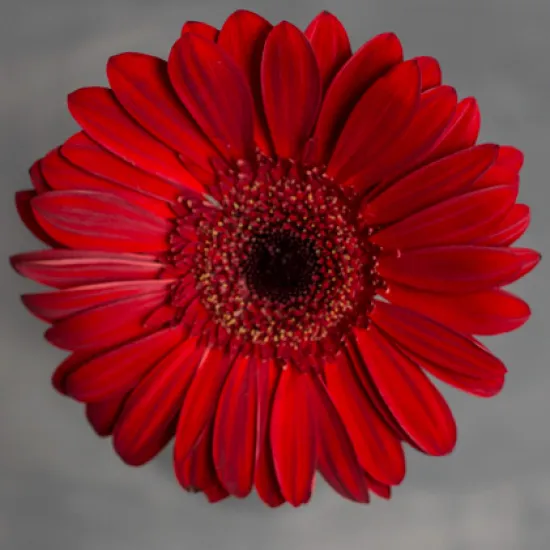 Гербера Blinddate от интернет-магазина цветов в 