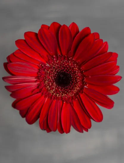 Гербера Blinddate от интернет-магазина цветов в 