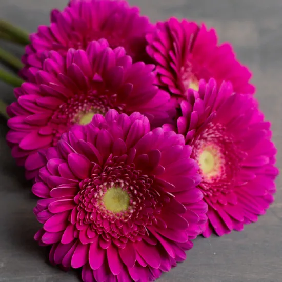 Гербера Flamenco от интернет-магазина цветов в 