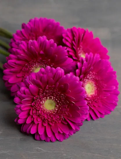 Гербера Flamenco от интернет-магазина цветов в 