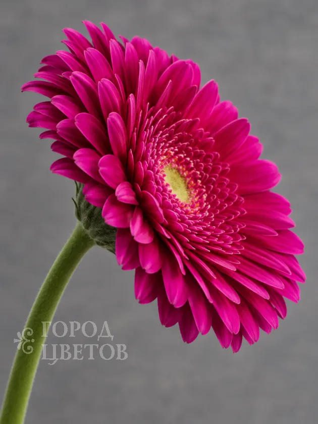 Гербера Flamenco (Фламенко)