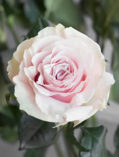 Классическая Роза Pink Mondial от интернет-магазина цветов в 