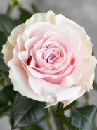 Классическая Роза Pink Mondial (Пинк Мондиаль)