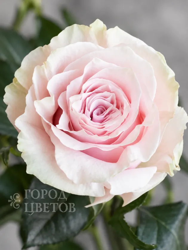 Классическая Роза Pink Mondial (Пинк Мондиаль)