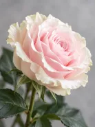Классическая Роза Pink Mondial (Пинк Мондиаль)