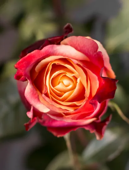 Классическая роза 3D от интернет-магазина цветов в 