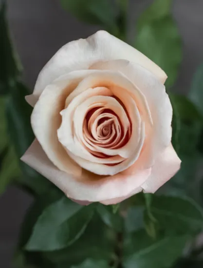 Классическая роза Mother of pearl от интернет-магазина цветов в 