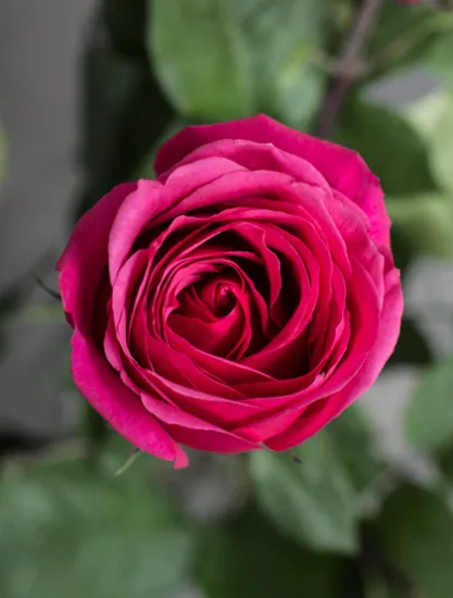 Классическая Роза Cherry O от интернет-магазина цветов в 