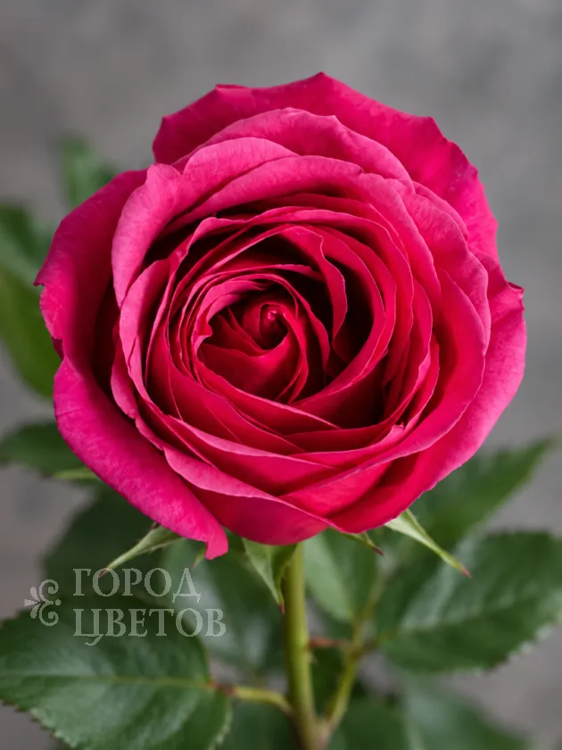 Классическая Роза Cherry O (Черри О)