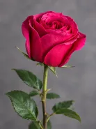 Классическая Роза Cherry O (Черри О)