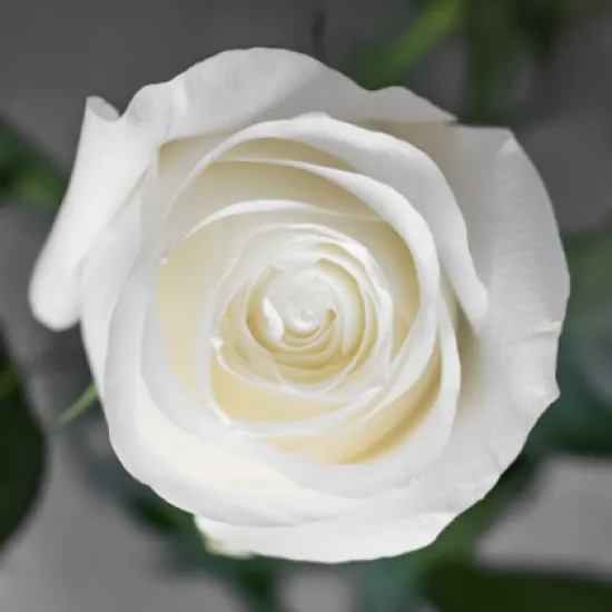 Классическая Роза Proud от интернет-магазина цветов в 