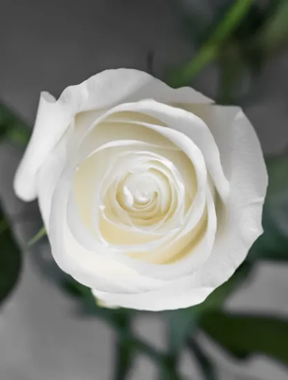 Классическая Роза Proud от интернет-магазина цветов в 