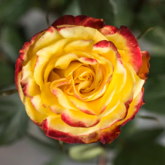 Классическая Роза High и Yellow Magic от интернет-магазина цветов в 