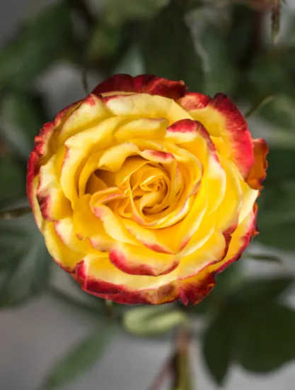 Классическая Роза High и Yellow Magic от интернет-магазина цветов в 