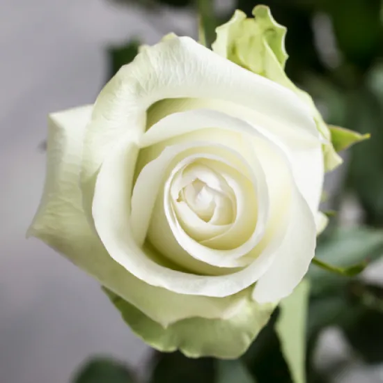 Классическая Роза Alba от интернет-магазина цветов в 