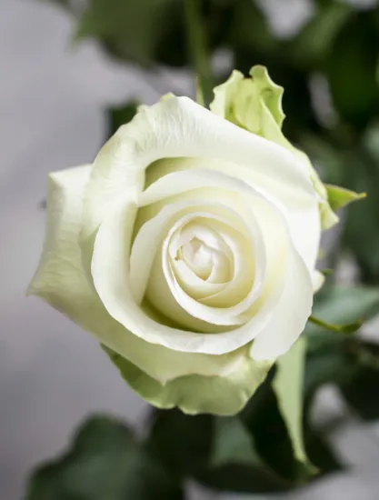 Классическая Роза Alba от интернет-магазина цветов в 