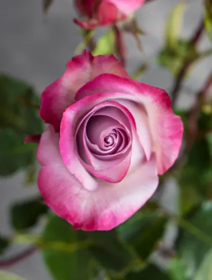 Классическая Роза Deep Purple от интернет-магазина цветов в 