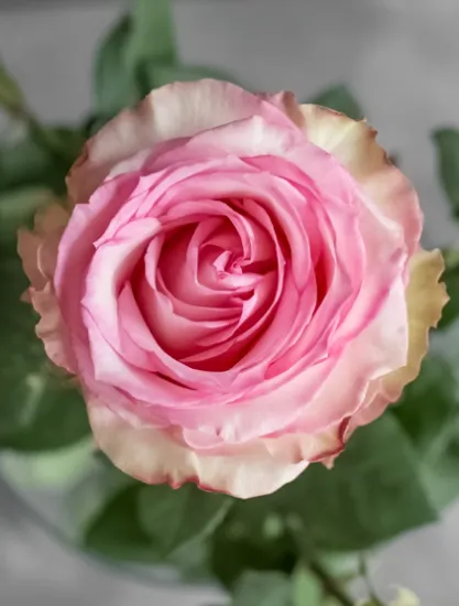 Классическая роза Esperance от интернет-магазина цветов в 