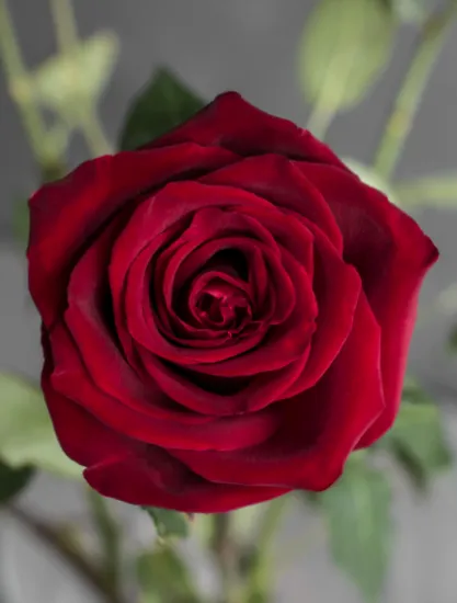 Классическая Роза Explorer от интернет-магазина цветов в 