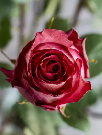 Классическая Роза Iguazu от интернет-магазина цветов в 