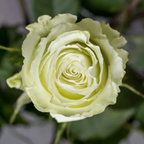 Классическая роза Lemonade от интернет-магазина цветов в 