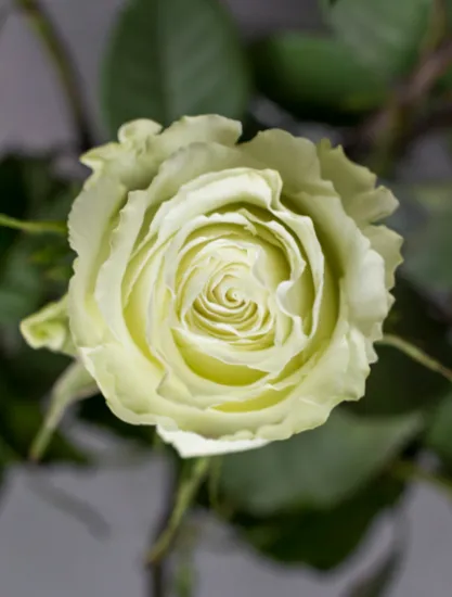 Классическая роза Lemonade от интернет-магазина цветов в 