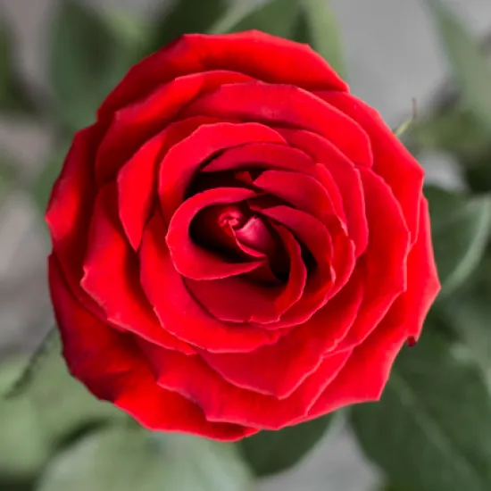 Классическая Роза Nina от интернет-магазина цветов в 