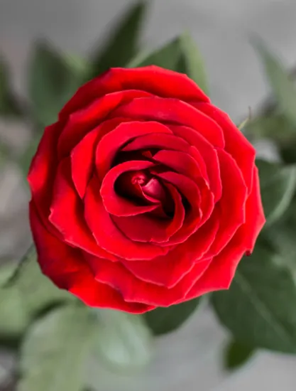 Классическая Роза Nina от интернет-магазина цветов в 