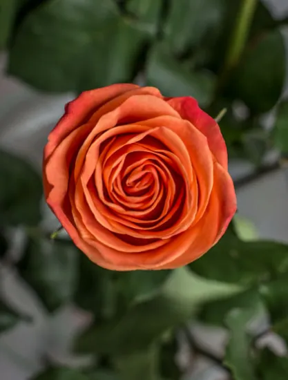 Классическая Роза Orange Crush от интернет-магазина цветов в 