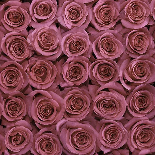 Классическая Роза Pink Floyd от интернет-магазина цветов в 