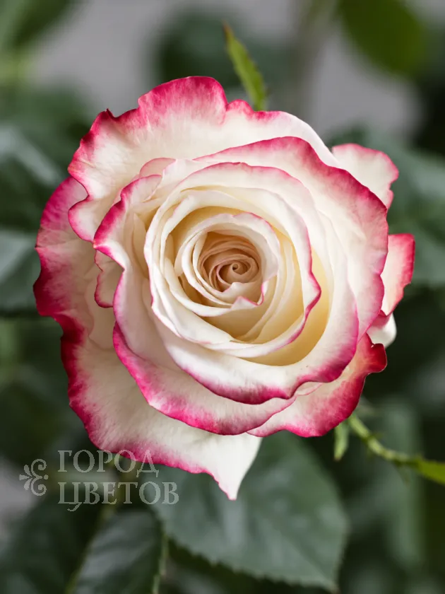 Классическая Роза Sweetness (Свитнес)